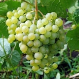 Karakteristike sorte grožđa aljošenkin